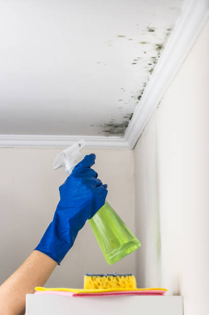 Best Mold Remediation Services  in USA